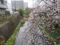 松戸河津桜