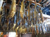 千年鮭 きっかわ